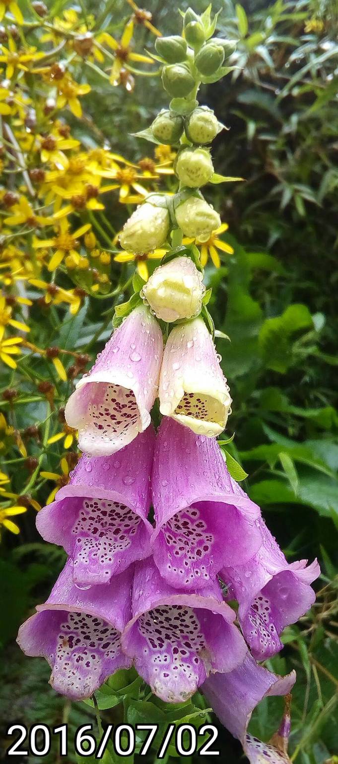 粉紅毛地黃、Digitalis purpurea, foxglove, pink foxglove