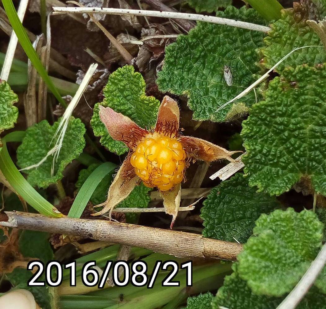 大雪山森林遊樂區 天池 玉山懸鉤子的果實, fruit of Rubus hayata-koidzumii, Rubus calycinoides, Rubus pentalobus